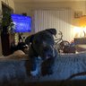 Ms. Nikki 🇺🇸 profil fotoğrafı
