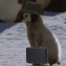 Penguiny's profile picture