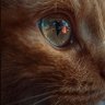 CaosEmOrdem's profile picture