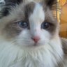 Profilbild von zi li