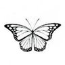 Ibrahim Katz's profile picture