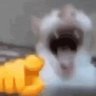 kivtrruxwu's profile picture