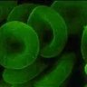 Green blood🦠🦠's profile picture