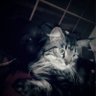 Profilbild von Cat guy 🐈