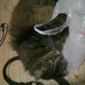 ねこすと(仮) 的头像