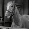mister Ed profil fotoğrafı