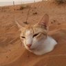 sussy_baka profil fotoğrafı