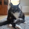 Niepokonane miasto profil fotoğrafı