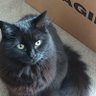 LizzieM37 profil fotoğrafı