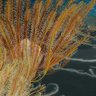 Profilbild von TropicalCoelacanth