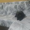 GBS profil fotoğrafı