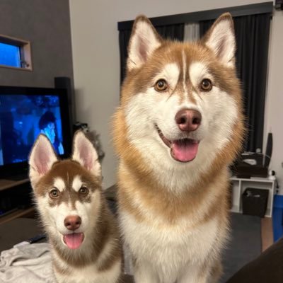 REM & ROZ @シベリアンハスキー🐾's profile picture