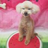 かおさん〜。's profile picture