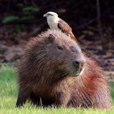 naturezatododia's profile picture