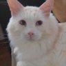 とむ profil fotoğrafı