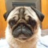 Daniel 🦔's profile picture