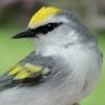 Profilbild von TheGoldenWarbler
