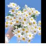 Фото профиля Froo7a