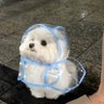 Profilbild von 你的原教旨主義GAY雞巴