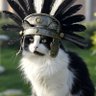 Profilbild von GG❤️CATS