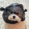 pa too🐾 的头像