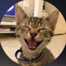 Profilbild von Cats with Aura 😉..