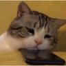 A? profil fotoğrafı