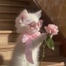 โนโซมิ🐰 profil fotoğrafı