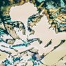 semistuffedpenguin's profile picture
