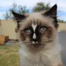 Shamoon's profile picture