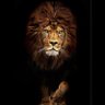 Фото профиля الاسد