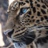 Sam Sam profil fotoğrafı