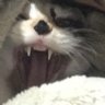 minedscorpion's profile picture