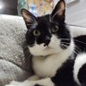 Фото профиля にゃんにゃんミャーン