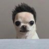 Profilbild von dshmoni