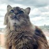 Lola's profile picture
