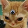 Profilbild von AssMaster5000