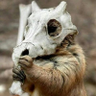 Profilbild von Fetor Mephitis