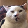 Garden Cat's profile picture