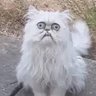 Profilbild von ねこにゃんにゃん