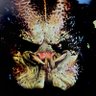 ジャムコンスタ/JAM_COMBAT_SW's profile picture