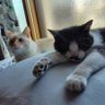 福猫 的头像