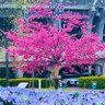 ちゃちゃこ💫🪽⛸️🎉 profil fotoğrafı