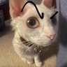 Mokwaii profil fotoğrafı