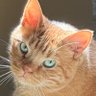 Cody Mody Mody profil fotoğrafı