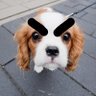 suri's profile picture