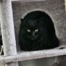 Profilbild von Conservative Cat