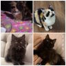 🐈 🐾🐾 Aisha 的头像