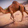 🇸🇦🇸🇦عادل🇸🇦🇸🇦 profil fotoğrafı