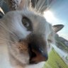 Profilbild von Alex Haττon